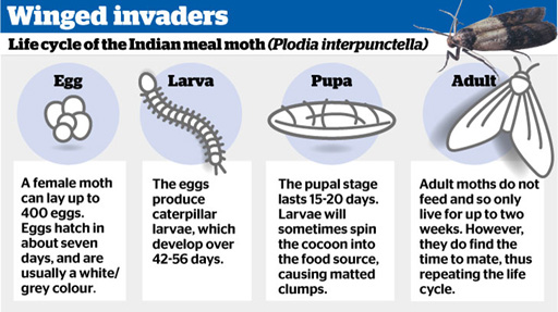 Pantry Moth Life Cycle - The Life Cycle of A Pantry Moth